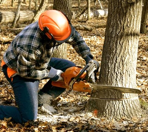 Tree Removal in Ames, NE